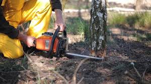 Reliable Hoyt Lakes, MN Tree Care Solutions